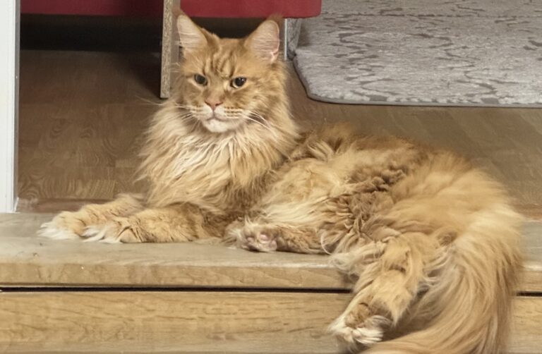 a cat lying on a step