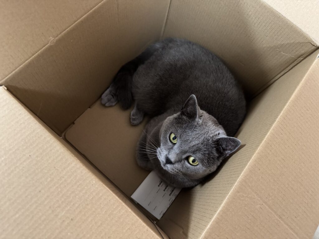 a cat sitting in a box