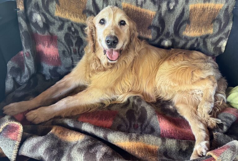 a dog lying on a blanket