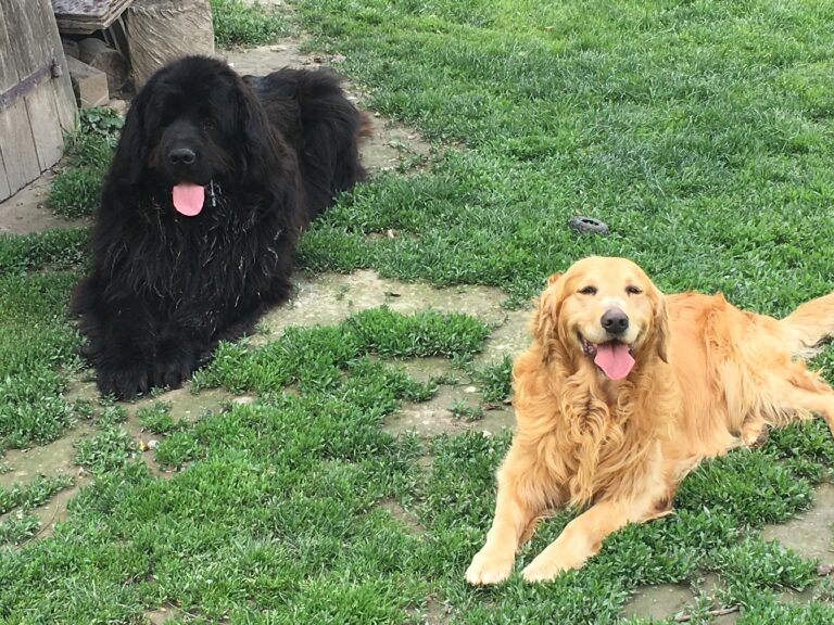 Újfundlandi és golden retriever kutya pihen a kertben, boldogan a gazdi mellett