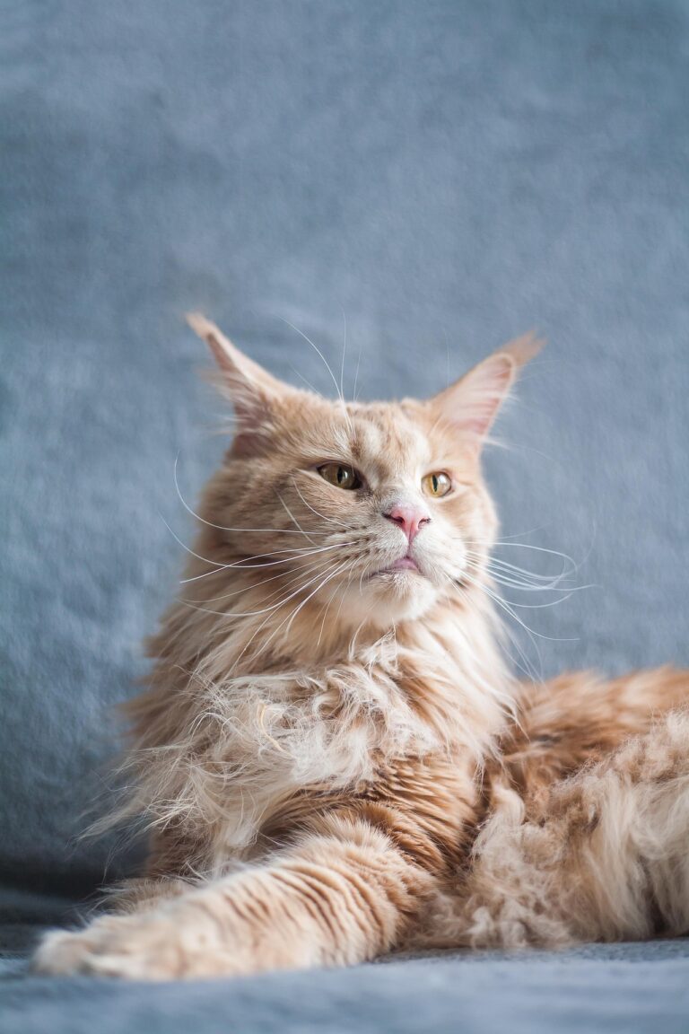 Vörös Maine Coon macska hosszú bundával és nagy fülekkel, szürke háttér előtt fekszik
