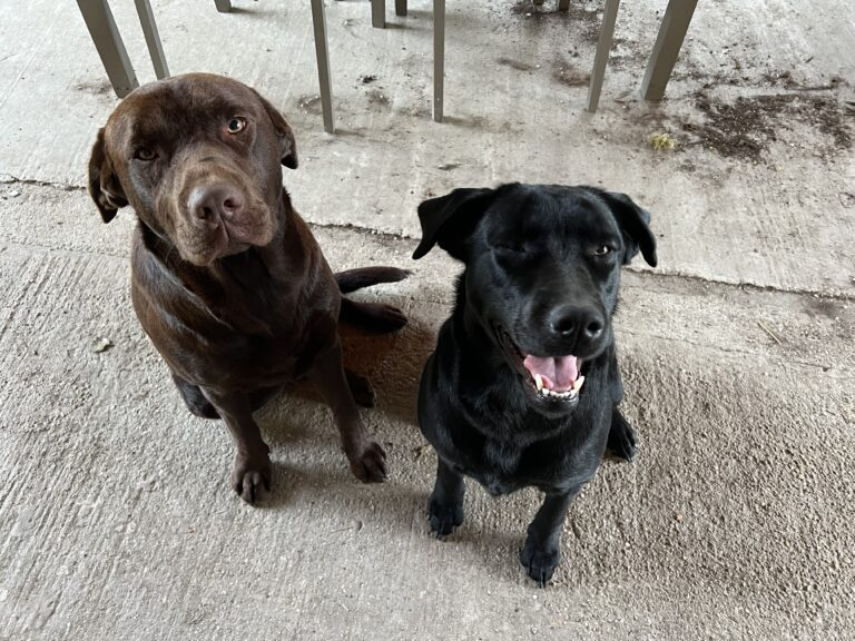 egy brba és egy fekete labrador néz a kamreába